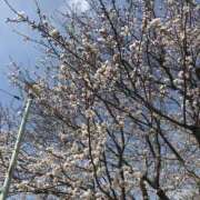 ヒメ日記 2025/03/31 11:20 投稿 さや 北九州人妻倶楽部（三十路、四十路、五十路）