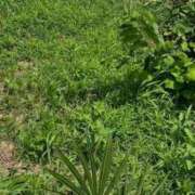 ヒメ日記 2025/07/14 15:45 投稿 さや 北九州人妻倶楽部（三十路、四十路、五十路）