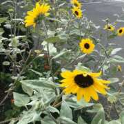 ヒメ日記 2025/11/11 10:43 投稿 さや 北九州人妻倶楽部（三十路、四十路、五十路）