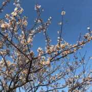 ヒメ日記 2026/04/03 14:41 投稿 さや 北九州人妻倶楽部（三十路、四十路、五十路）