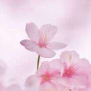 ヒメ日記 2025/04/04 12:37 投稿 あや エロティックマッサージ 錦糸町