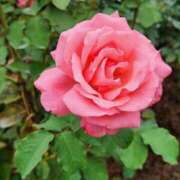 ヒメ日記 2025/11/02 14:32 投稿 あや エロティックマッサージ 錦糸町