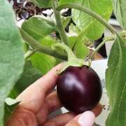 ヒメ日記 2025/08/09 11:02 投稿 優子(ゆうこ) あなたの妻