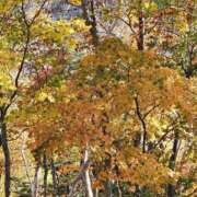 ヒメ日記 2025/11/18 12:04 投稿 優子(ゆうこ) あなたの妻