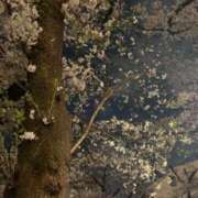 ヒメ日記 2025/04/13 08:14 投稿 鈴木和代 五十路マダム宇都宮店(カサブランカグループ)