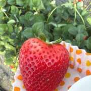 鈴木和代 リベンジ！ 五十路マダム宇都宮店(カサブランカグループ)