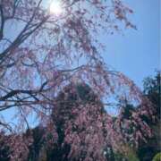 ヒメ日記 2026/04/12 12:56 投稿 鈴木和代 五十路マダム宇都宮店(カサブランカグループ)