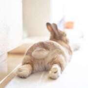 ヒメ日記 2025/01/24 19:27 投稿 うさぎ ベイキュート