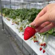 ヒメ日記 2025/04/02 16:06 投稿 レモン CLUB DEEP