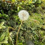 ヒメ日記 2025/04/17 12:05 投稿 華椿 ゆりあ Prae(プラエ)