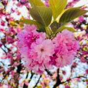 ヒメ日記 2025/04/21 11:28 投稿 華椿 ゆりあ Prae(プラエ)