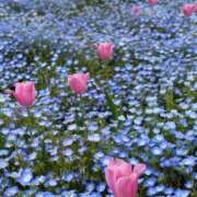 ヒメ日記 2025/06/16 23:42 投稿 夕月ななみ 五十路マダムエクスプレス船橋店(カサブランカグループ)