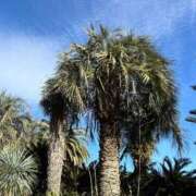 ヒメ日記 2025/01/19 10:20 投稿 ゆり エディーズ