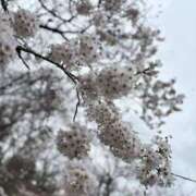 ヒメ日記 2025/03/31 14:46 投稿 ゆり エディーズ