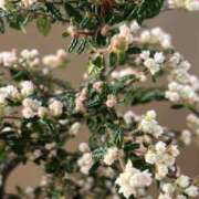 ヒメ日記 2025/04/16 10:06 投稿 ゆり エディーズ