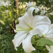 ヒメ日記 2025/06/22 10:09 投稿 ゆり エディーズ