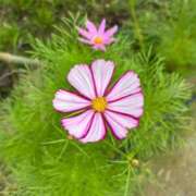 ヒメ日記 2025/06/26 21:46 投稿 ゆり エディーズ