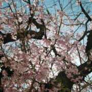 ヒメ日記 2025/04/02 12:18 投稿 二宮彩葉 五十路マダムエクスプレス船橋店(カサブランカグループ)