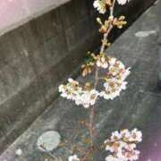 ヒメ日記 2026/03/12 20:38 投稿 豊田美奈 五十路マダム 博多店