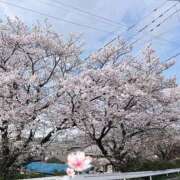 ヒメ日記 2026/04/05 21:16 投稿 豊田美奈 五十路マダム 博多店