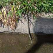 ヒメ日記 2025/04/27 17:15 投稿 あすか 奥鉄オクテツ東京店（デリヘル市場）