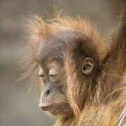 ヒメ日記 2025/04/27 23:45 投稿 あすか 奥鉄オクテツ東京店（デリヘル市場）