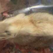 ヒメ日記 2025/05/08 23:30 投稿 あすか 奥鉄オクテツ東京店（デリヘル市場）