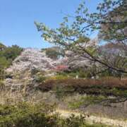ヒメ日記 2026/03/31 08:47 投稿 雅(みやび) モアグループ西川口人妻城