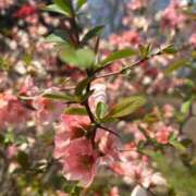 雅(みやび) ご報告！ モアグループ西川口人妻城