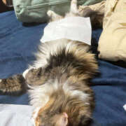 ヒメ日記 2025/12/11 00:00 投稿 にこ 土浦ハッピーマットパラダイス