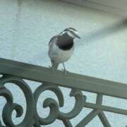 ヒメ日記 2026/07/07 07:18 投稿 にこ 土浦ハッピーマットパラダイス