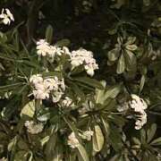 ヒメ日記 2026/04/04 11:35 投稿 みやび 奥様の実話 谷九店