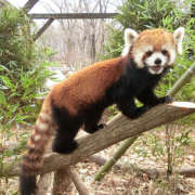 香山いずみ 水曜日　(´∀｀*) 五十路マダム　和歌山店