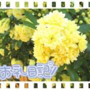 ヒメ日記 2025/04/05 14:20 投稿 中川まこ 五十路マダム 岐阜店