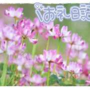 ヒメ日記 2025/04/11 08:32 投稿 中川まこ 五十路マダム 岐阜店