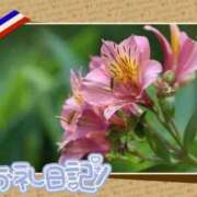 ヒメ日記 2025/04/23 08:30 投稿 中川まこ 五十路マダム 岐阜店