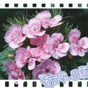 ヒメ日記 2025/04/26 19:02 投稿 中川まこ 五十路マダム 岐阜店