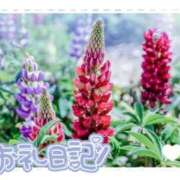 ヒメ日記 2025/06/02 08:32 投稿 中川まこ 五十路マダム 岐阜店