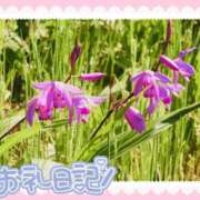 ヒメ日記 2025/06/22 12:46 投稿 中川まこ 五十路マダム 岐阜店