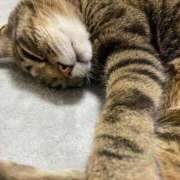 ヒメ日記 2025/02/06 15:58 投稿 ねねさん いけない奥さん 十三店