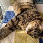 ヒメ日記 2025/03/13 19:31 投稿 ねねさん いけない奥さん 十三店