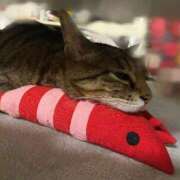 ヒメ日記 2025/05/07 15:18 投稿 ねねさん いけない奥さん 十三店