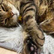 ヒメ日記 2025/05/22 19:44 投稿 ねねさん いけない奥さん 十三店