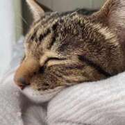 ヒメ日記 2026/01/18 16:42 投稿 ねねさん いけない奥さん 十三店