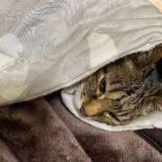 ヒメ日記 2026/03/21 16:07 投稿 ねねさん いけない奥さん 十三店