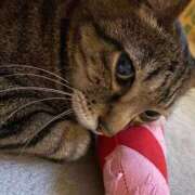 ヒメ日記 2025/04/08 16:58 投稿 ねねさん いけない奥さん 梅田店