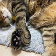 ヒメ日記 2025/08/01 19:28 投稿 ねねさん いけない奥さん 梅田店