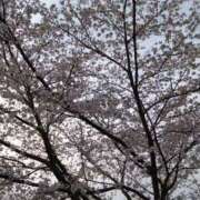 ヒメ日記 2025/04/05 23:44 投稿 さとみ 美熟女倶楽部Hip's 春日部店