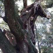 ヒメ日記 2026/03/01 22:12 投稿 さとみ 美熟女倶楽部Hip's 春日部店