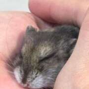 ヒメ日記 2024/12/20 18:35 投稿 さくら CLUB DEEP